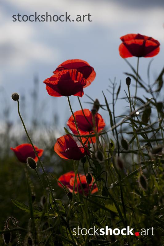 Poppies, flowers