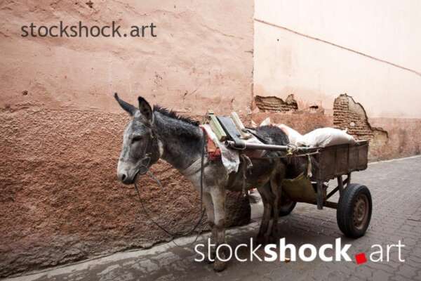 A donkey with a cart on the street in Marrakech