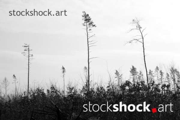 Forest after the storm - stock image