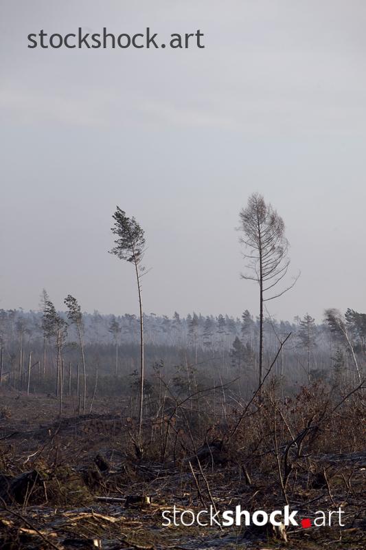 Forest after the storm - stock image