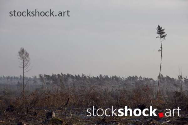 Forest after the storm - stock image