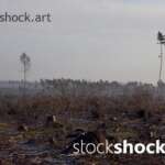 Forest after the storm - stock image