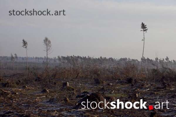 Forest after the storm - stock image