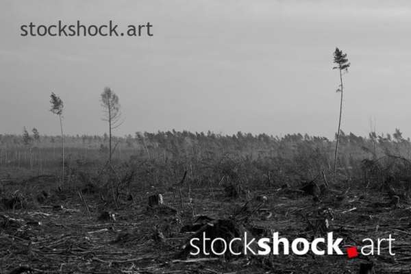 Forest after the storm - stock image