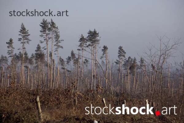 Forest after the storm - stock image