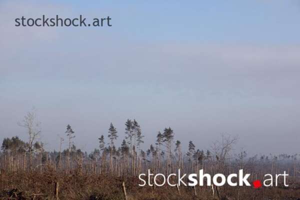 Forest after the storm - stock image