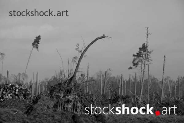 Forest after the storm - stock image