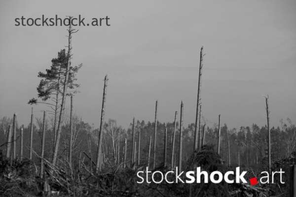 Forest after the storm - stock image