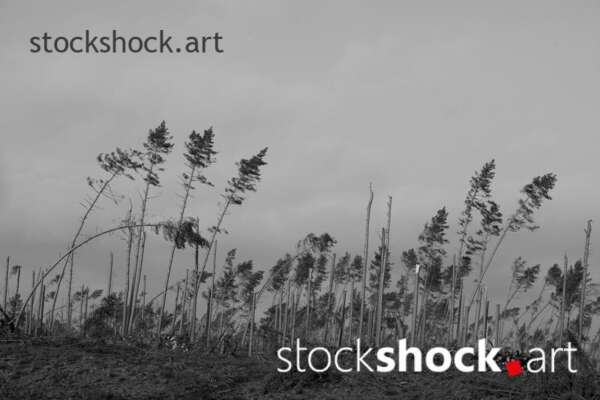 Forest after the storm - stock image