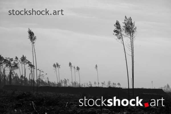 Remains of trees after the storm in 2017