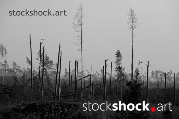 Remains of trees after the storm in 2017