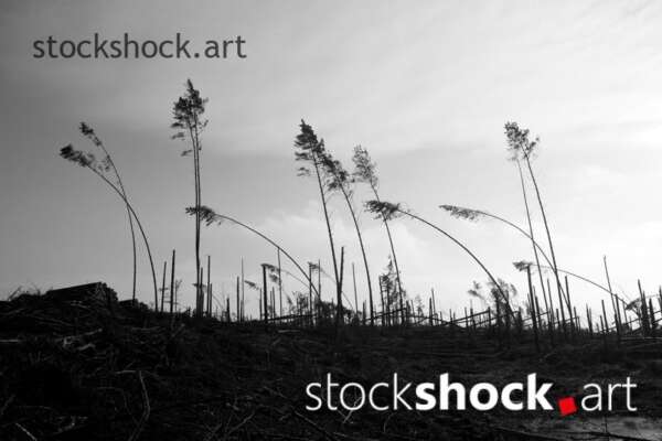 Remains of trees after the storm in 2017