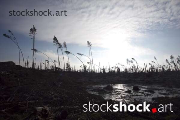 Remains of trees after the storm in 2017