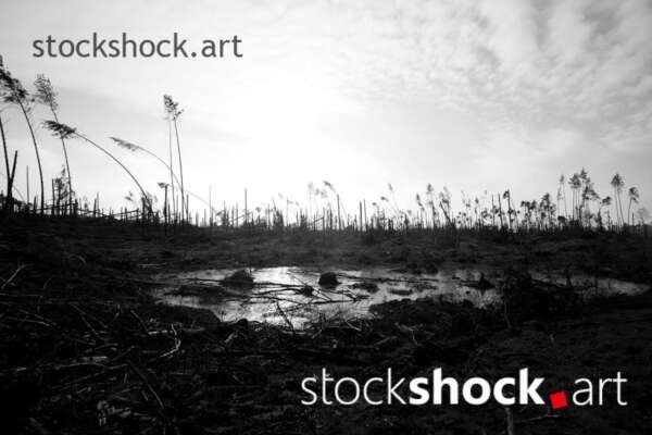 Remains of trees after the storm in 2017