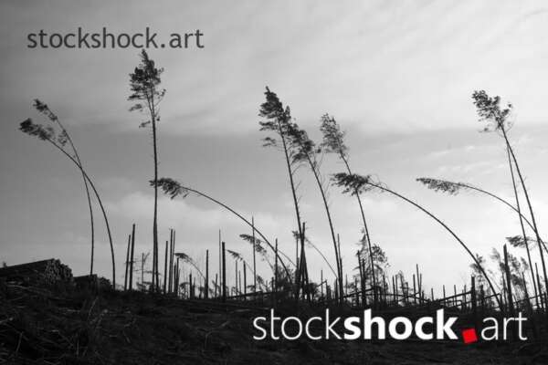 Remains of trees after the storm in 2017