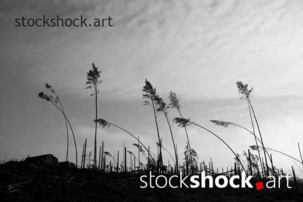 Remains of trees after the storm in 2017