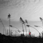 Remains of trees after the storm in 2017