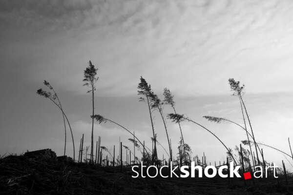 Remains of trees after the storm in 2017