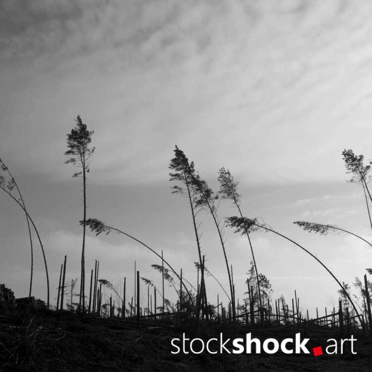 Remains of trees after the storm in 2017