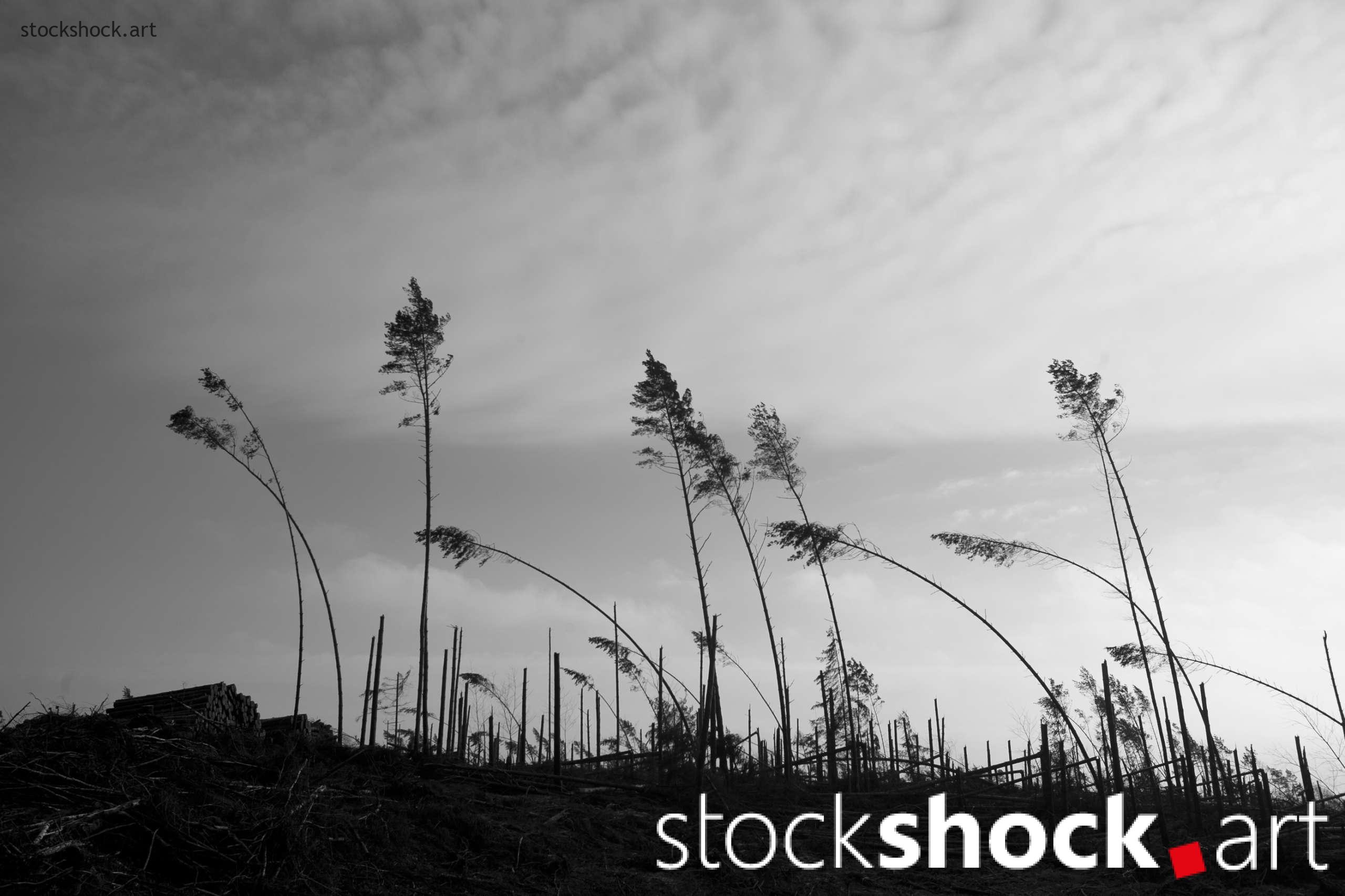 IMG_2388 Remains of trees after the storm in 2017