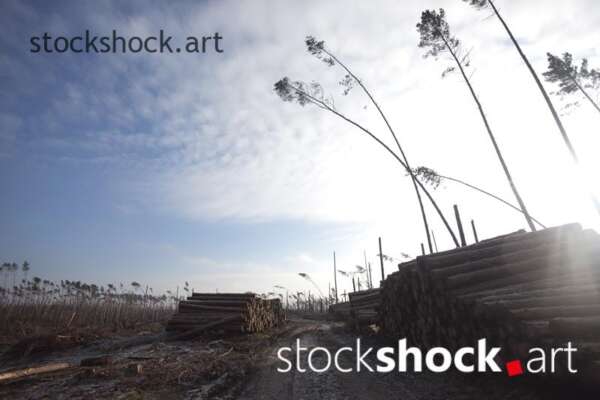 Wood after the storm