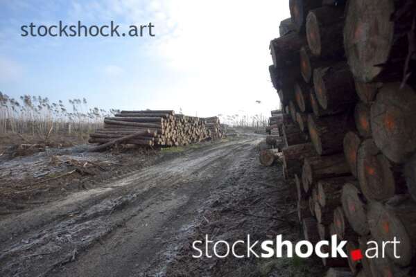 Wood after the storm