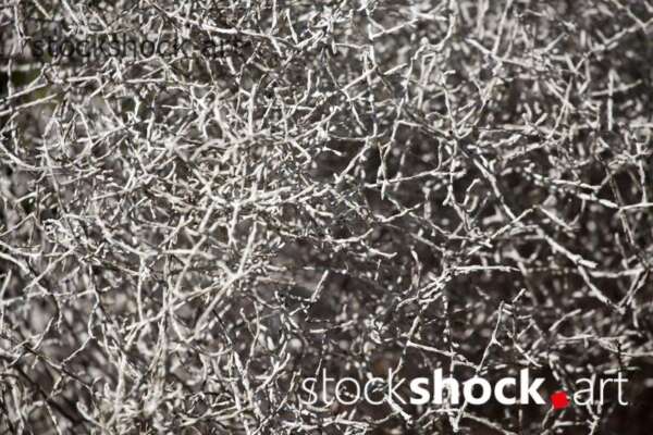 Kalocefalus - stock image