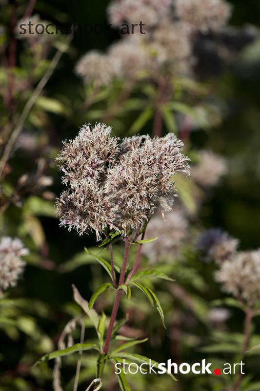 eupatorium cannabinum