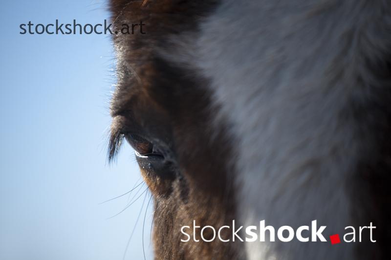 IMG_8668 Horse eye