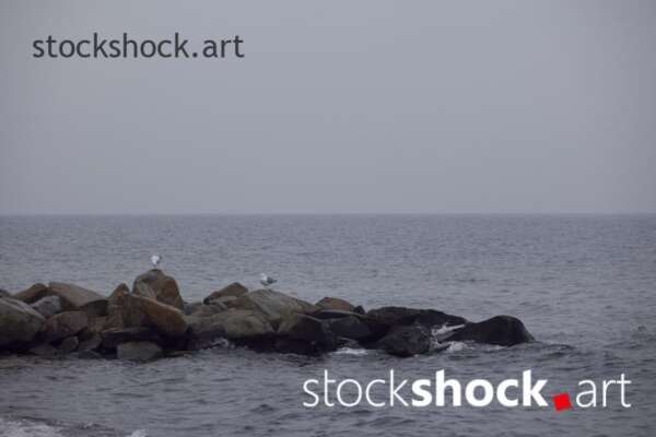 Landscape in the fog