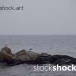 Landscape in the fog