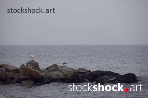 Landscape in the fog