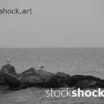 Landscape in the fog