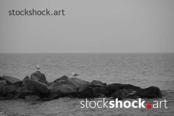 Landscape in the fog