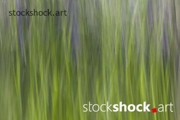 field vetch, stock image, abstarction