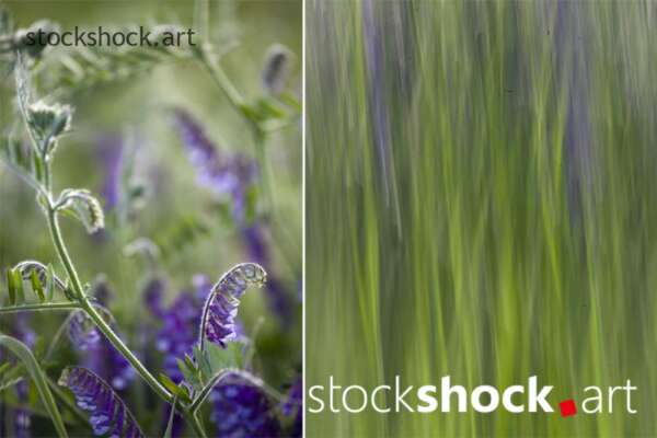 field vetch, stock image