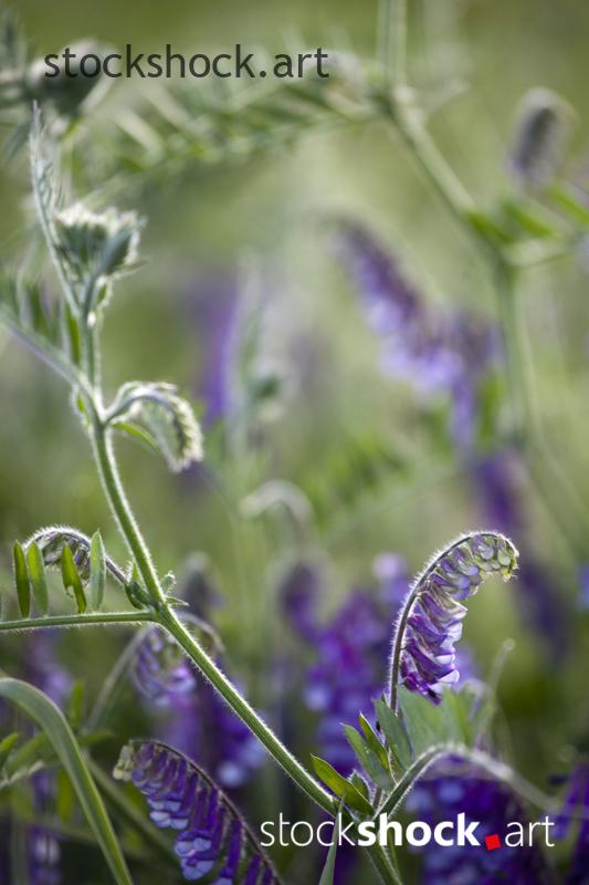 field vetch, stock image