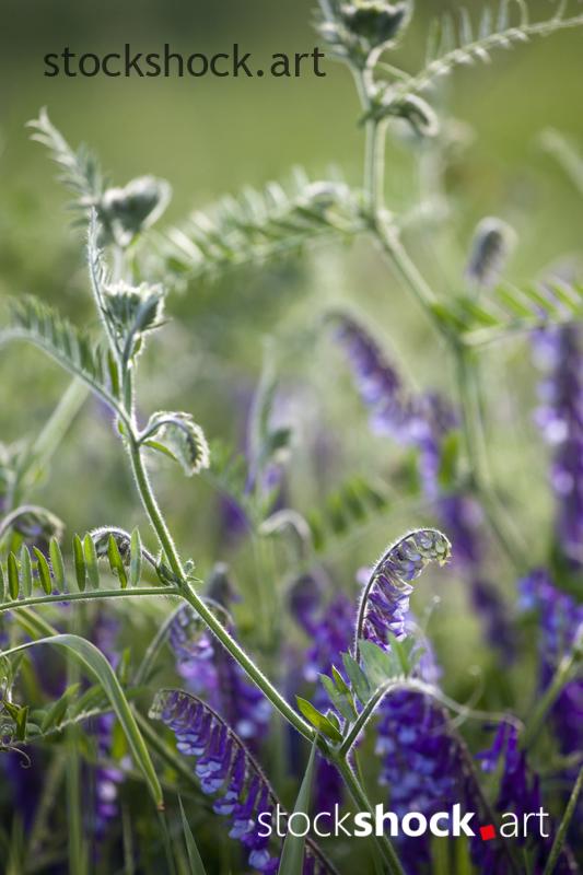 field vetch, stock image