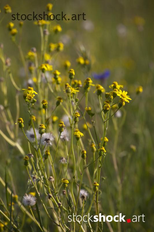 yellow flowers