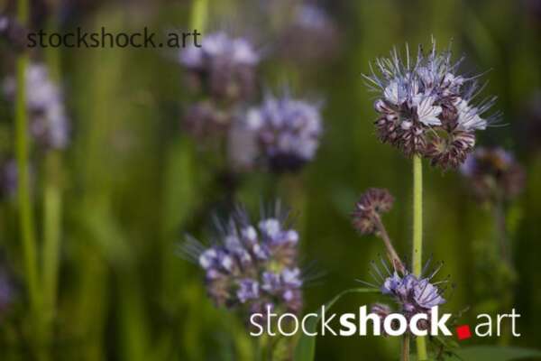 Field flowers, phacelia – stock image