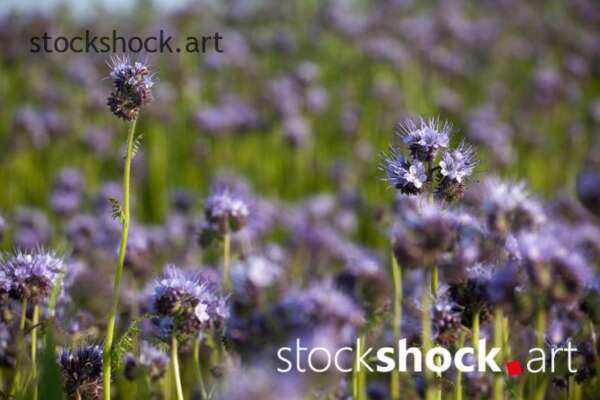 Field flowers, phacelia – stock image