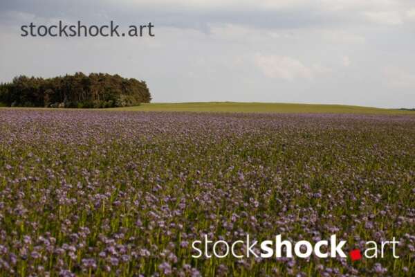 Field, landscape - stock image