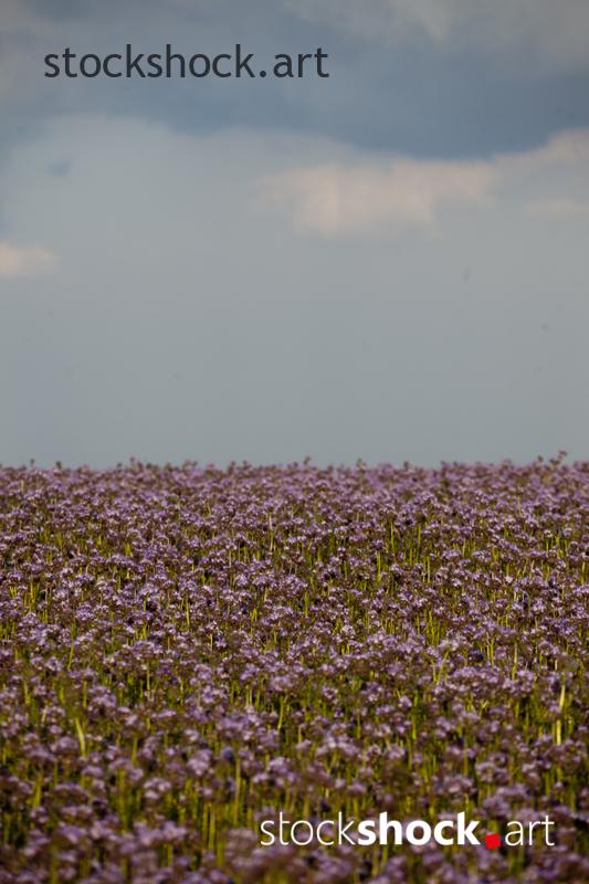 Field, landscape - stock image