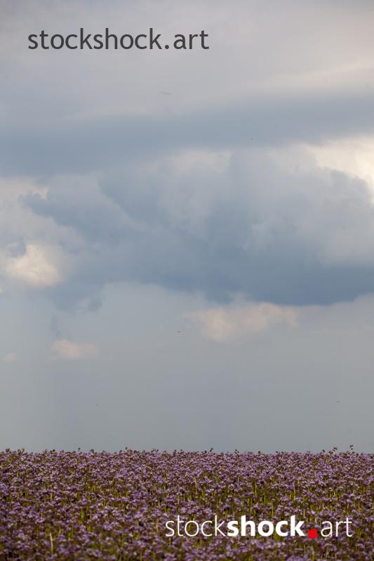 field stock image, landscape