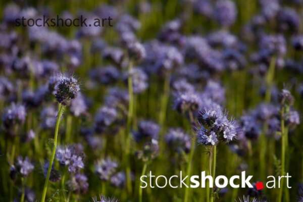 Field flowers, phacelia – stock image