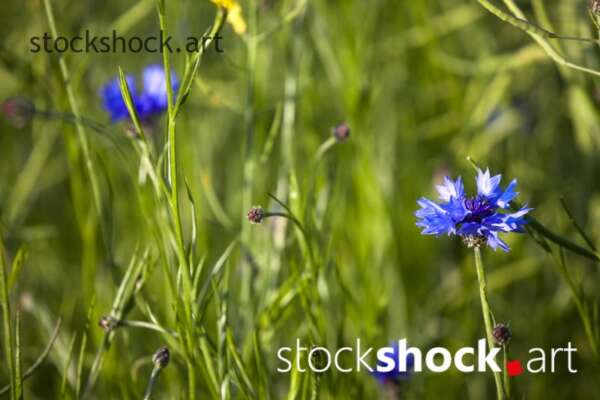Field flowers, cornflowers, stock image