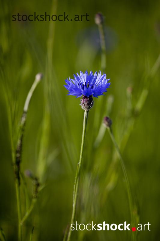 Field flowers, cornflowers, stock image