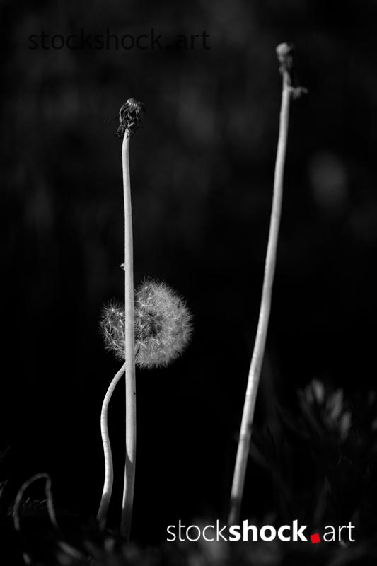 Field flowers, dandelions – stock image