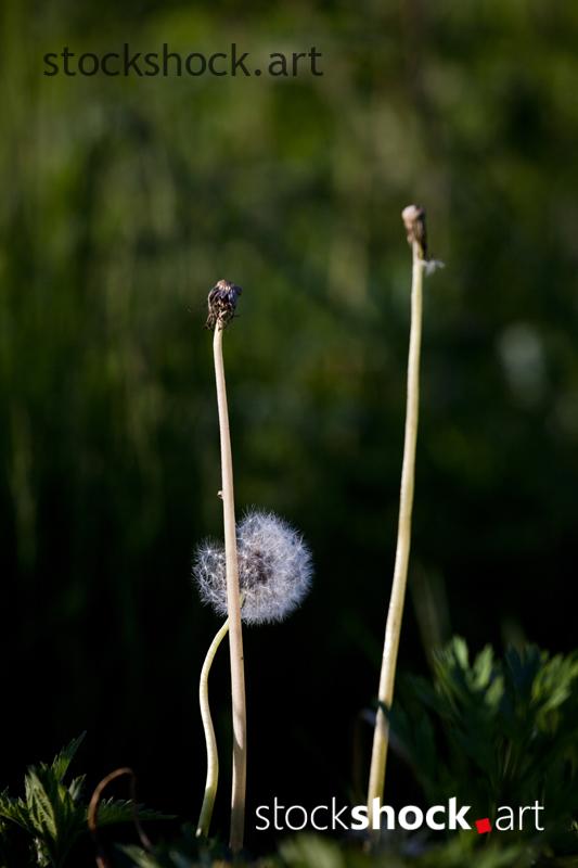 Field flowers, dandelions – stock image