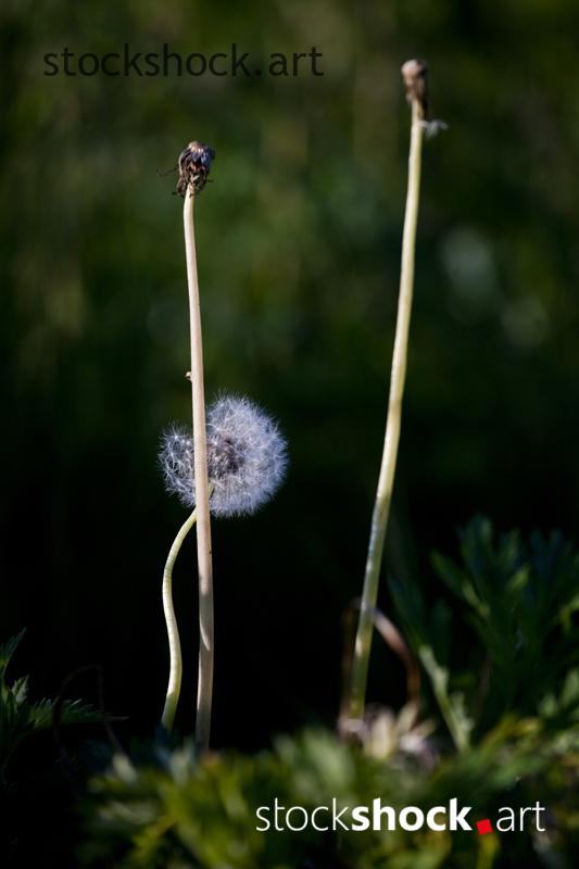 Field flowers, dandelions – stock image